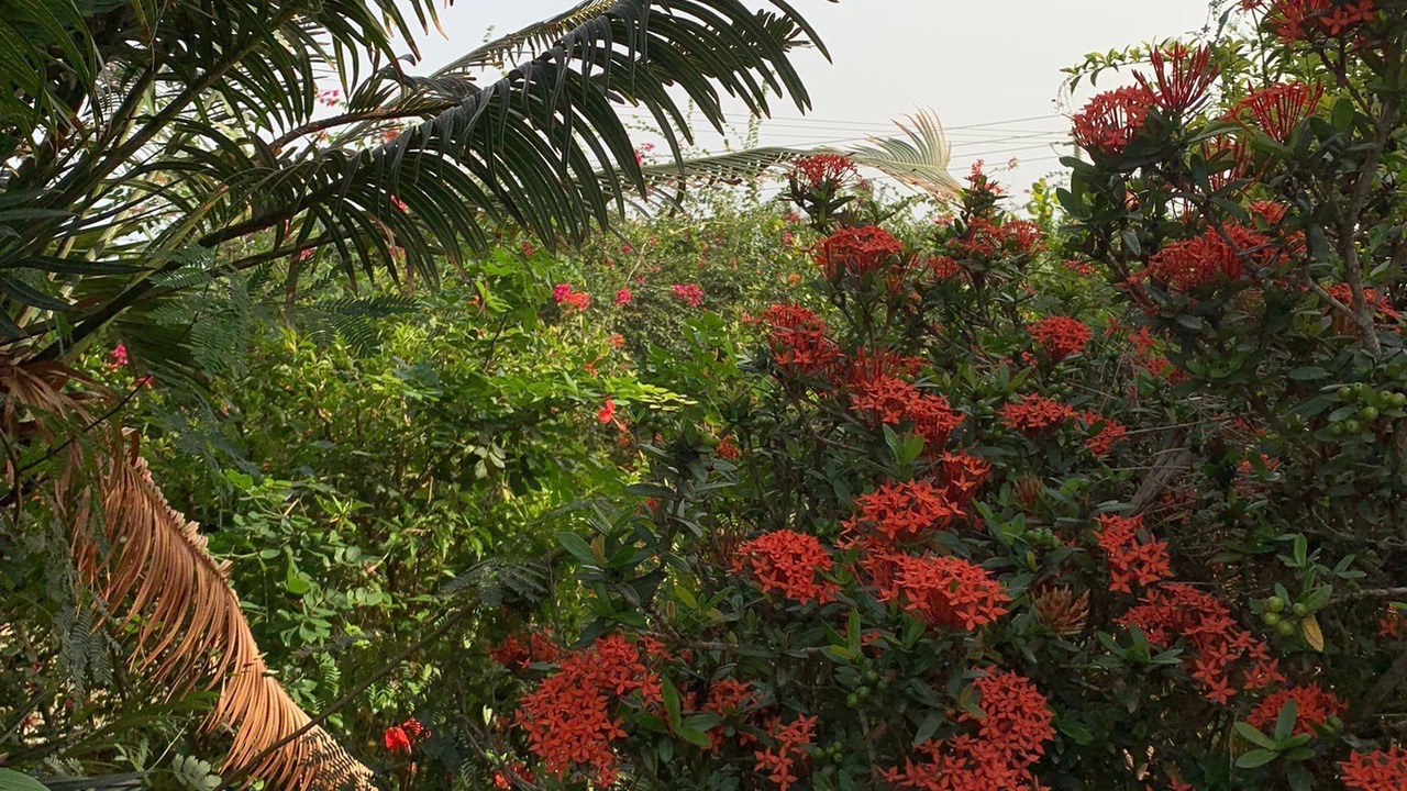 Photo of Outdoor in Moree