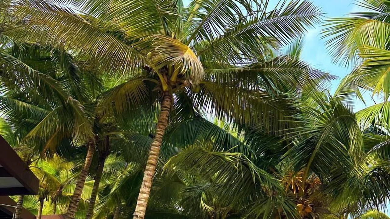 Photo of Outdoor in Nyanyanu