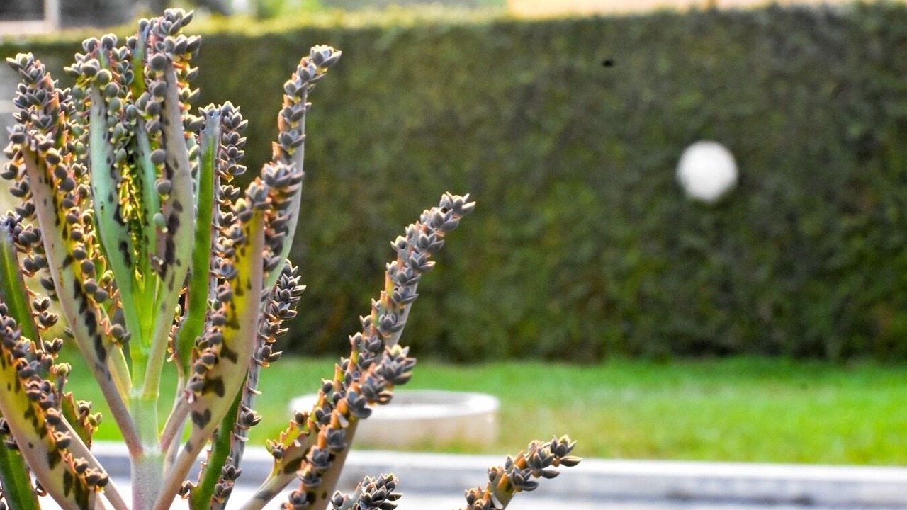 Photo of Outdoor in Tesano